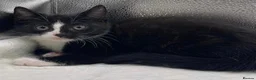 Mixed Breed cats for sale: Stunning mixture of kittens - Advert 6