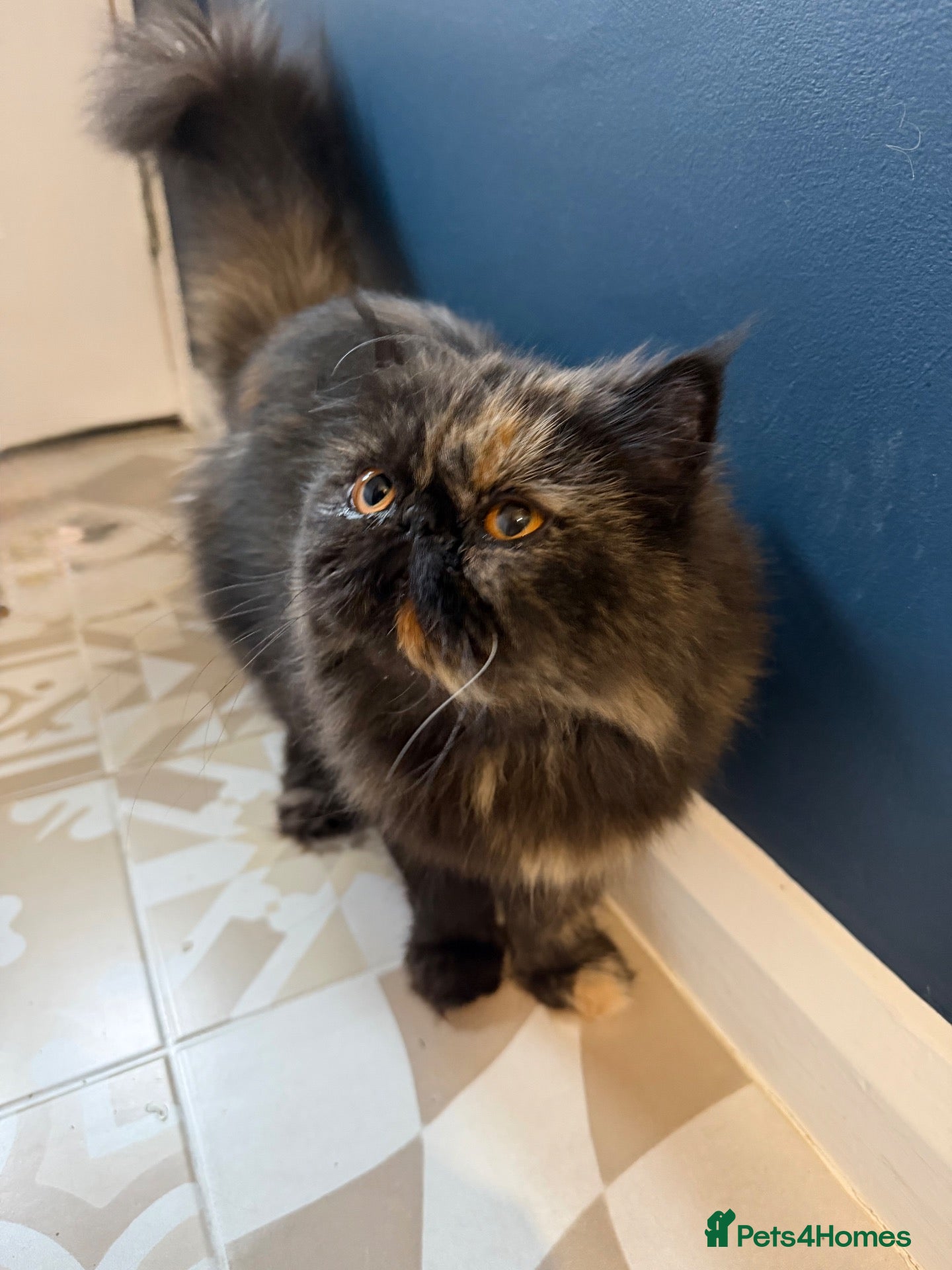 Persian cats for sale: Pedigree Persian Female  - Advert 2