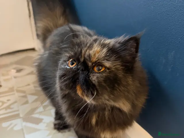 Persian cats for sale: Pedigree Persian Female - Advert 2