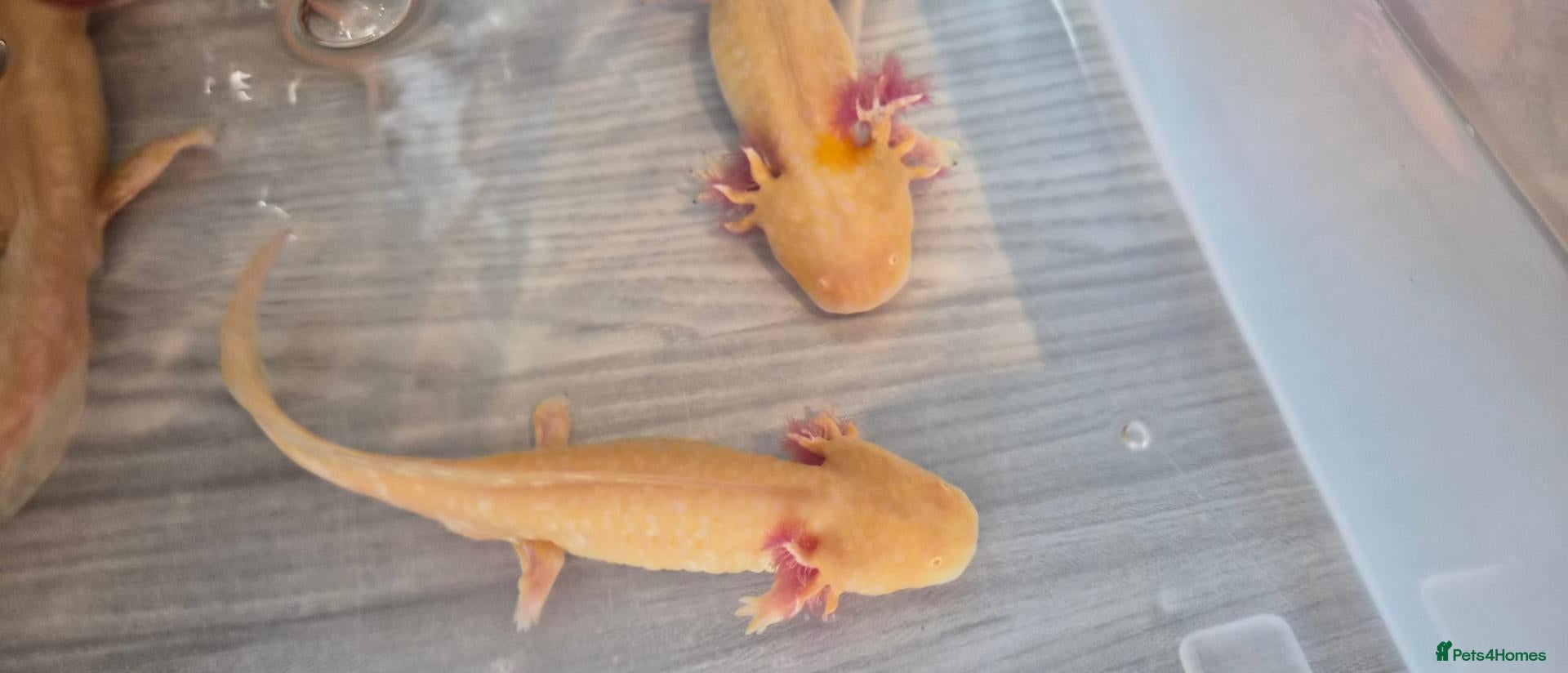 Axolotl reptiles Free Axolotls  - Advert 1