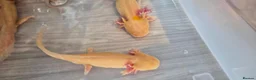 Axolotl reptiles for sale: Free Axolotls  - Advert 1