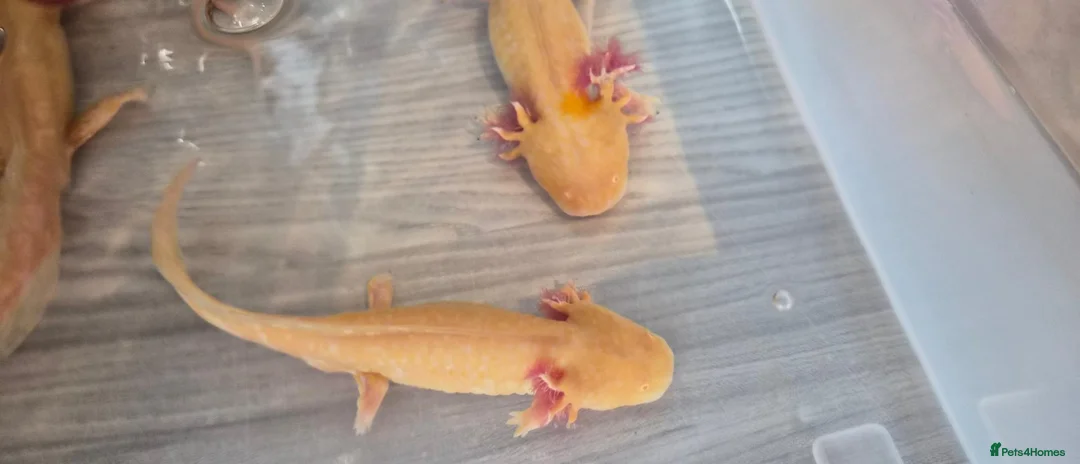 Axolotl reptiles for sale: Free Axolotls  - Advert 1