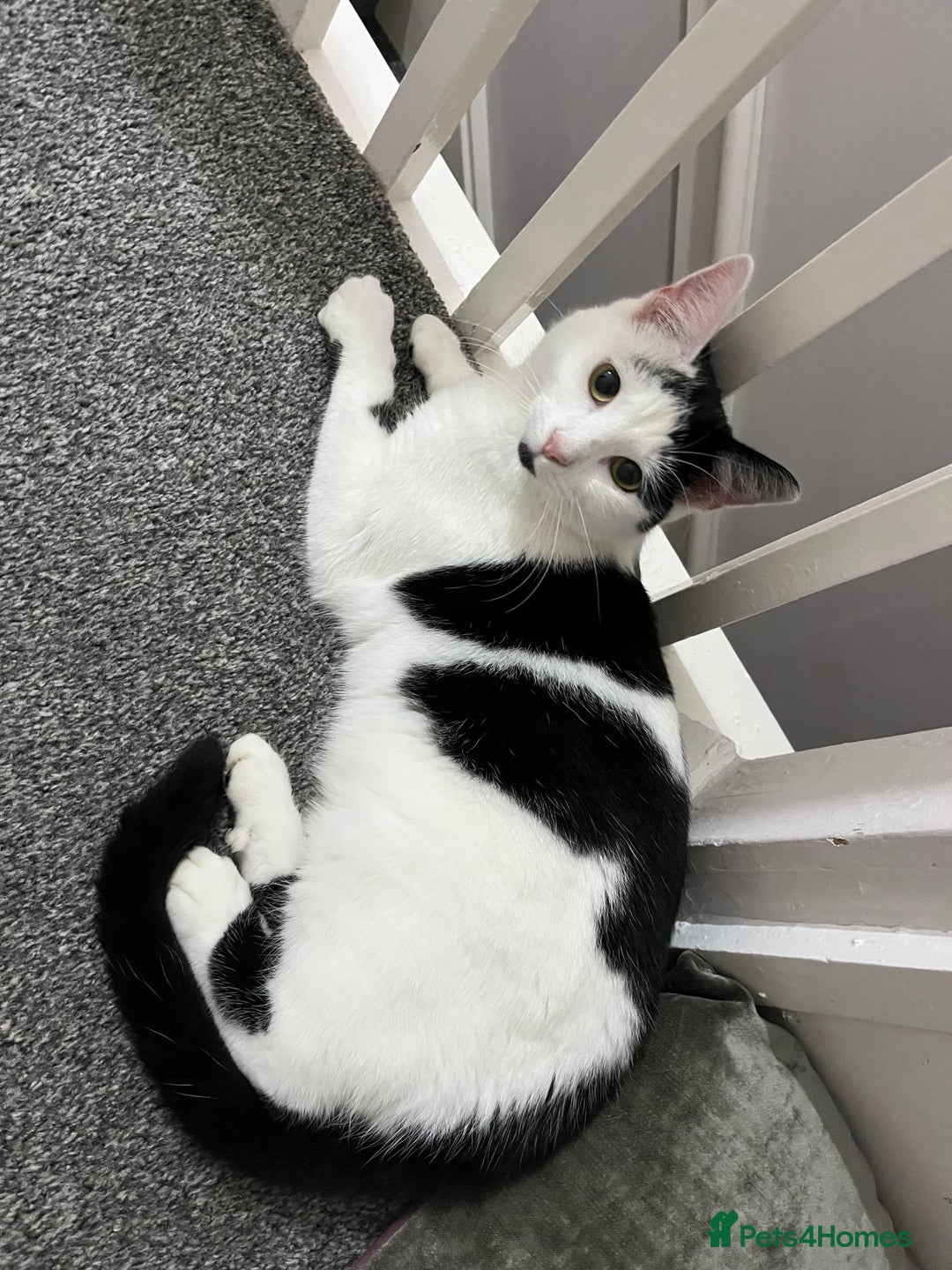 Domestic Shorthair cats for sale: White and black male cat - Image 3