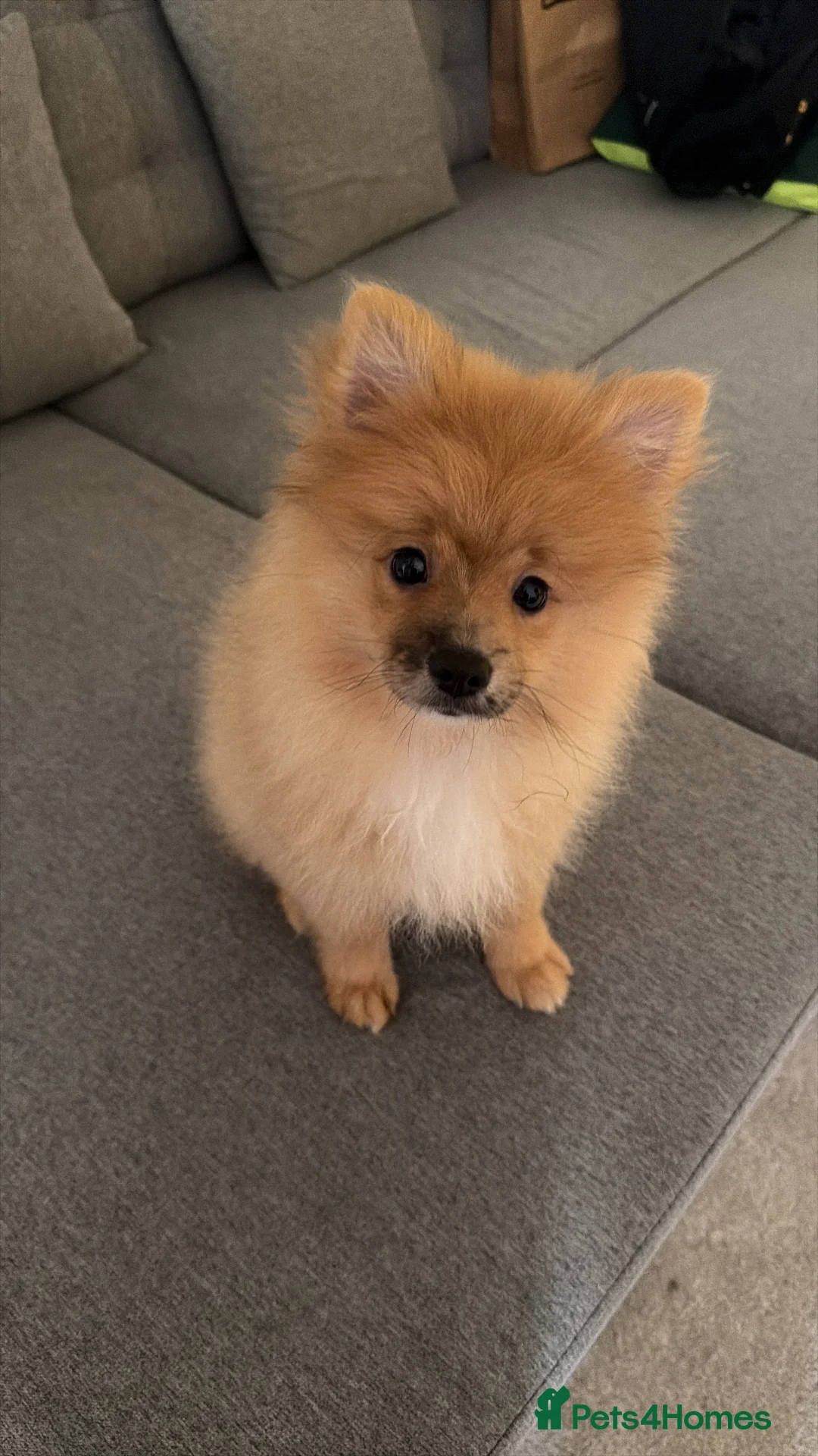 Mixed Breed dogs for sale: Teddy in Harrogate - Advert 3