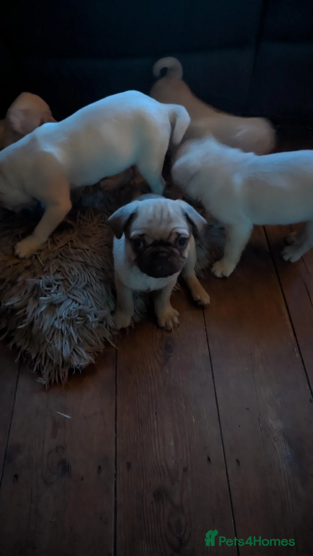 Pug dogs for sale: 5 Pug Puppies for sale - Advert 11