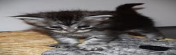 Maine Coon cats for sale: Maine Coon kittens - Beautiful and cheeky  - Advert 9
