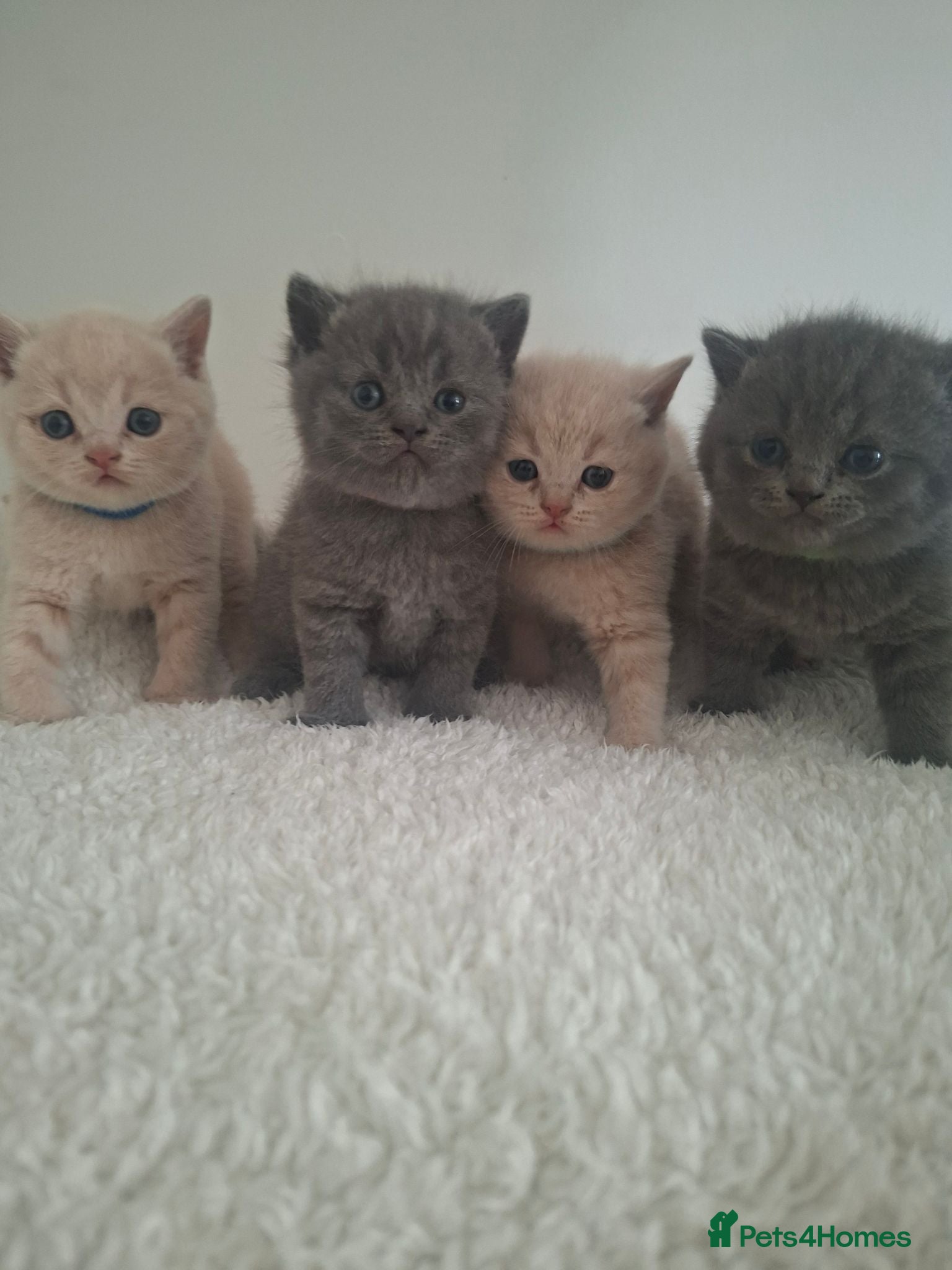 British Shorthair cats 🩷 Outstanding Chunky GCCF Pedigree BSH 💙 - Advert 1