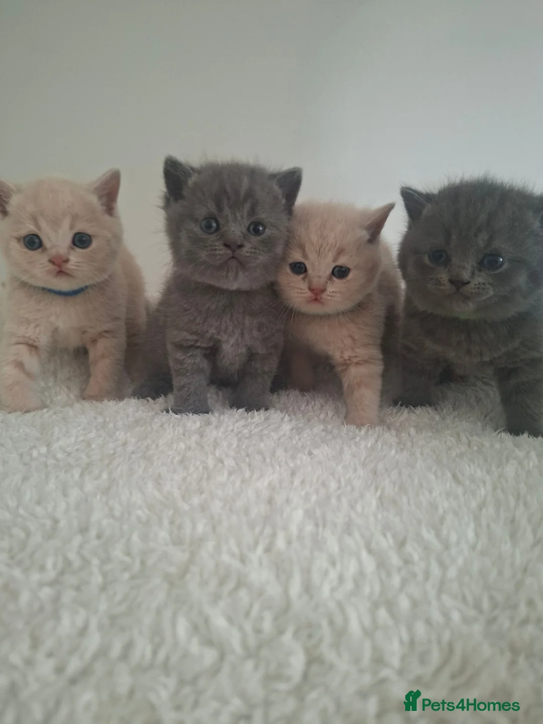 British Shorthair cats for sale: 🩷 Outstanding Chunky GCCF Pedigree BSH 💙 - Advert 1