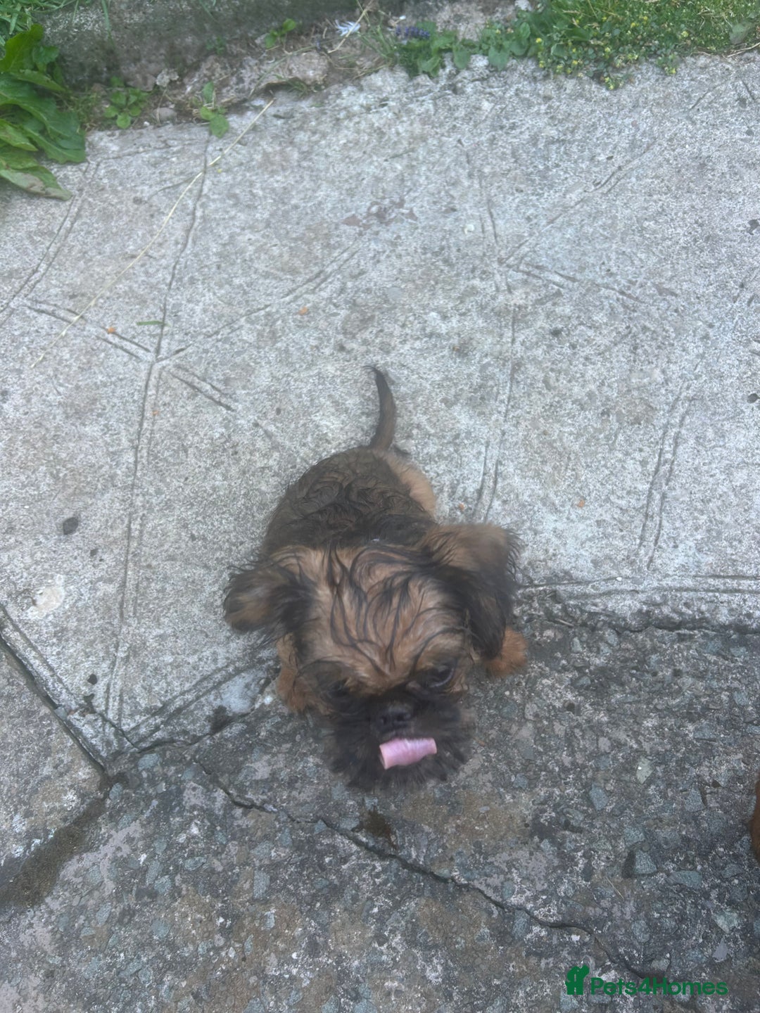 Griffon Bruxellois dogs for sale: Wolfy - Image 9