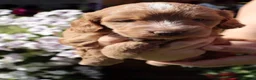 Cockapoo dogs for sale: Health tested: Champion lines  F1 puppies  - Advert 7
