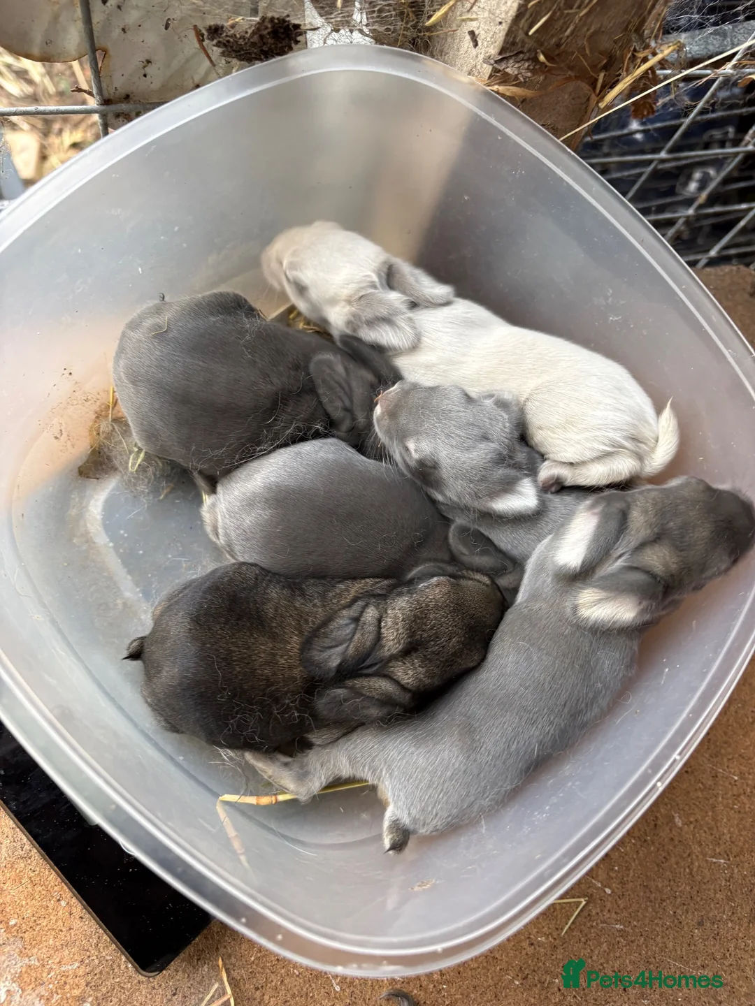 Chinchilla rabbits for sale: little bundles of love ❤️ needing forever homes  - Advert 2
