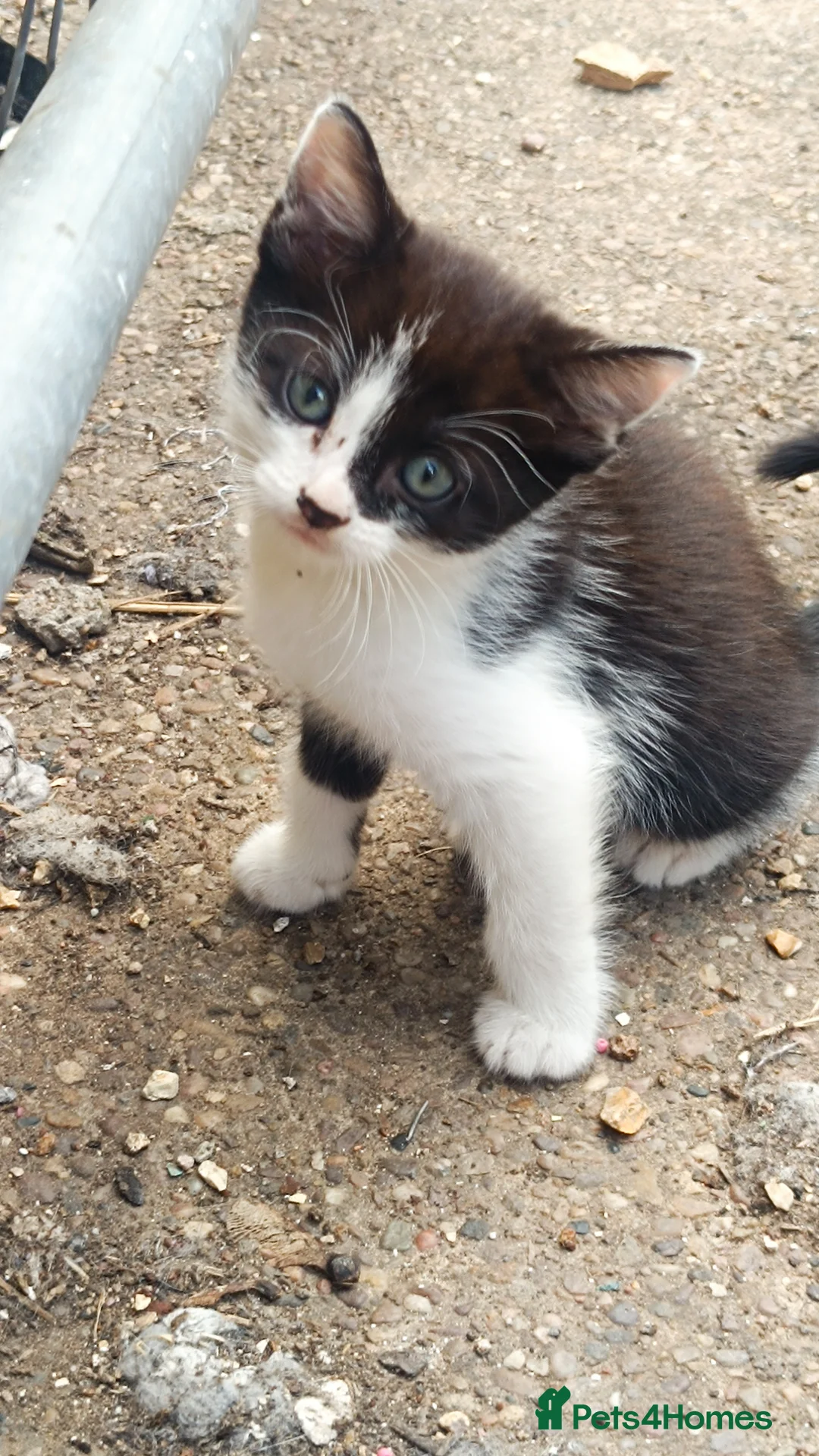 Mixed Breed cats for sale: Kittens in Doncaster - Advert 2