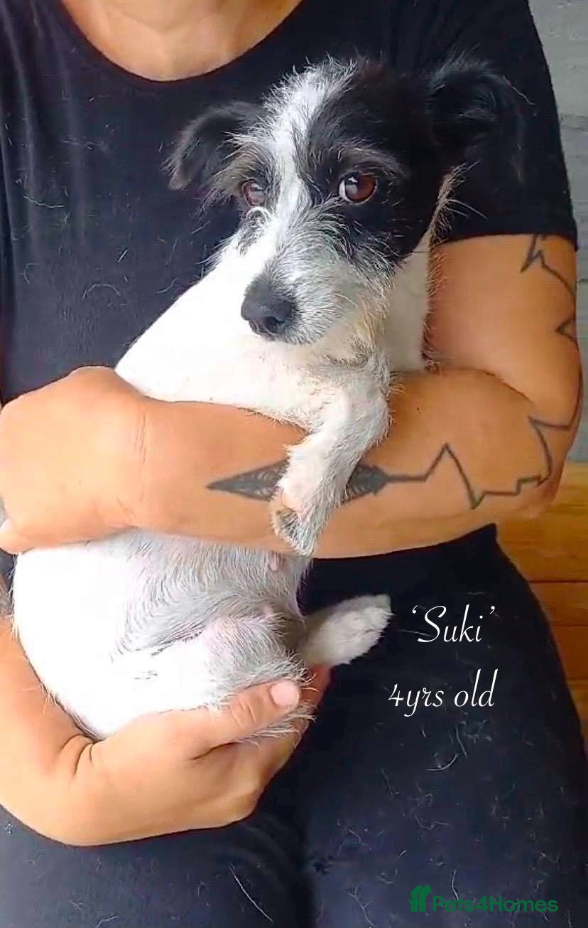 Mixed Breed dogs Suki. 4 yrs old approx. Available for adoption  - Advert 3