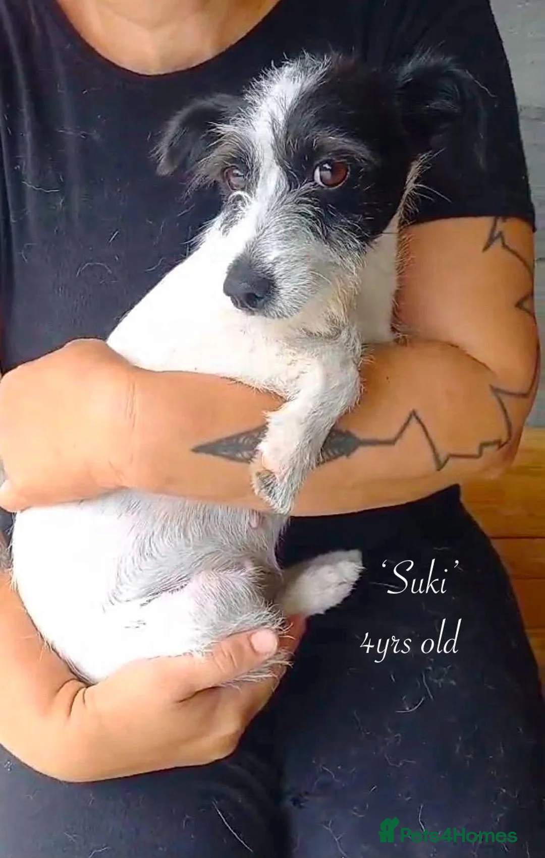 Mixed Breed dogs for adoption: Suki. 4 yrs old approx. Reserved STC. in Brixham - Advert 1