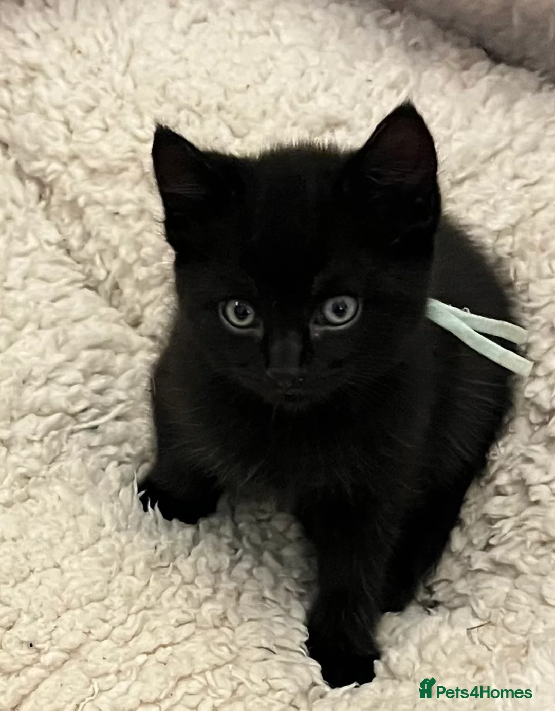 Mixed Breed cats for sale: Kitten  - Advert 2