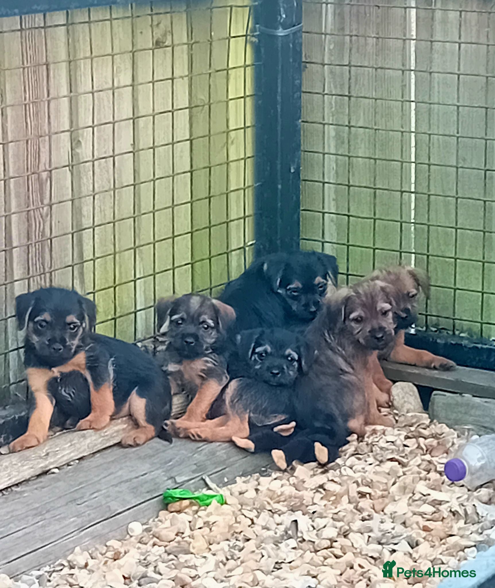 Border Terrier dogs Border terrier puppies  - Advert 1