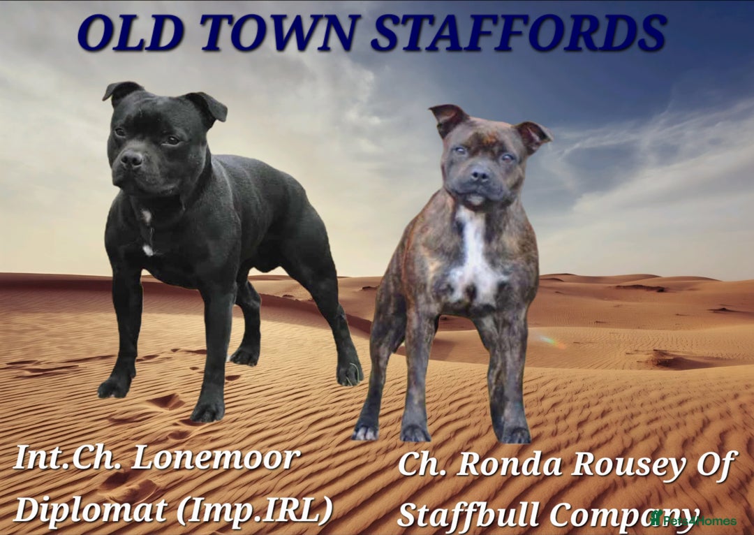 Staffordshire Bull Terrier dogs for sale: FCI - SBT litter - Advert 2