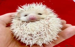Pygmy Hedgehog rodents for sale: Beautiful Pinto, Friendly African Pygmy Hedgehogs  - Image 2
