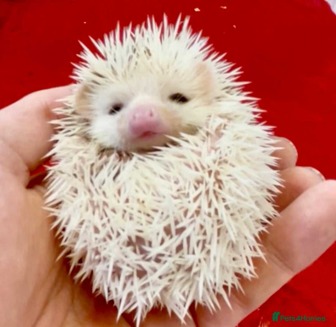 Pygmy Hedgehog rodents for sale: Beautiful Pinto, Friendly African Pygmy Hedgehogs  - Image 2