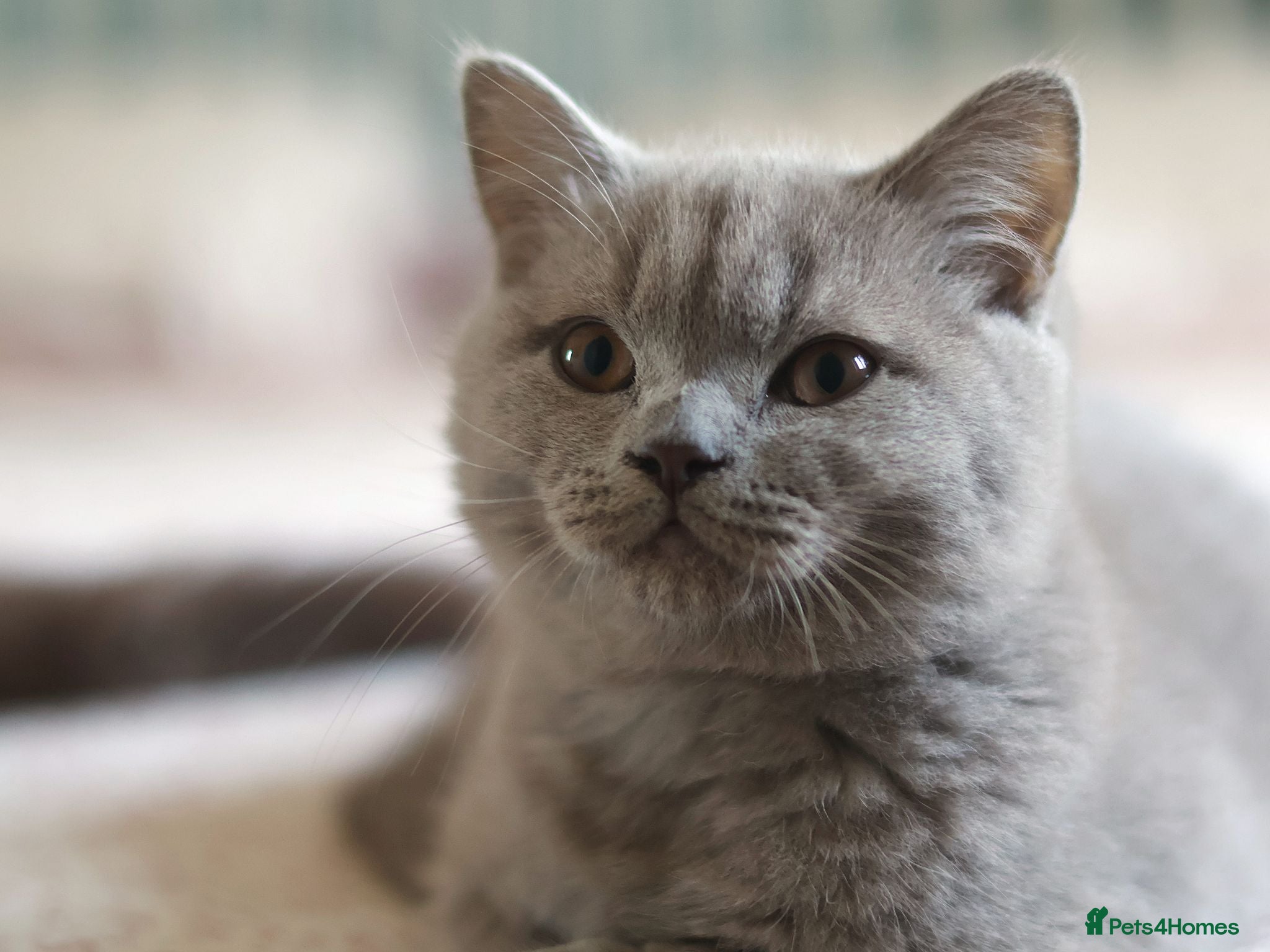 British Shorthair cats Stunning TICA Registered Lilac Boy - Advert 1