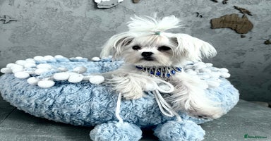 Maltese dogs - Advert 13