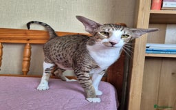 Oriental cats for sale: Beautiful Oriental bicolour girl  - Image 4
