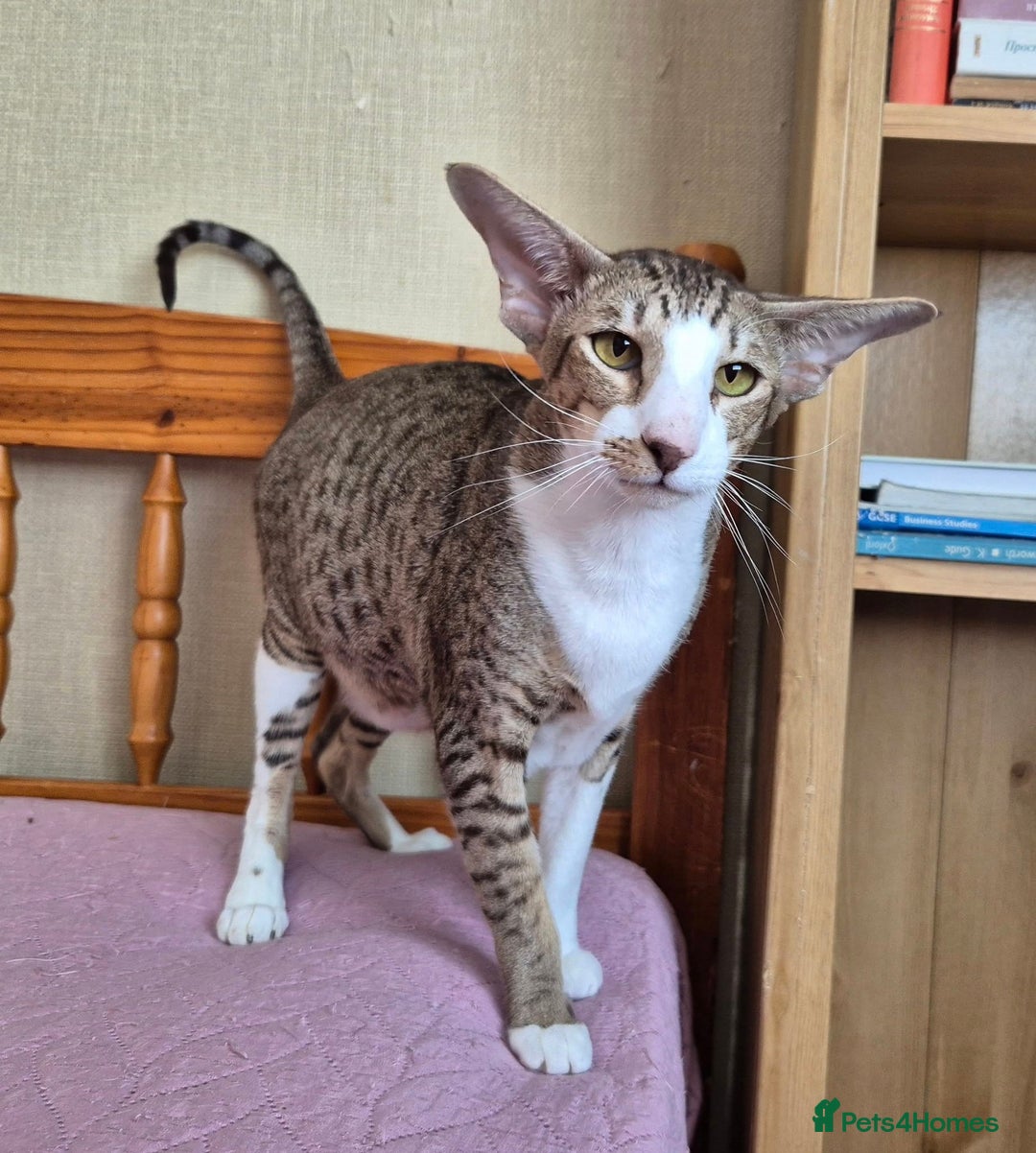 Oriental cats for sale: Beautiful Oriental bicolour girl  - Image 4