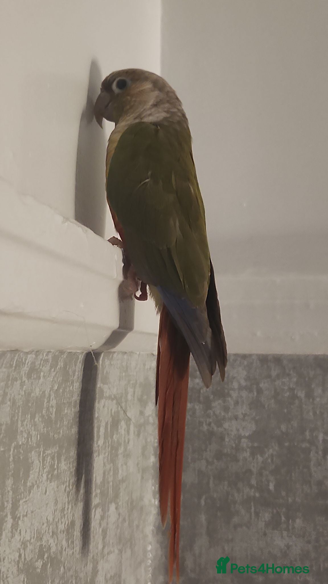Conures birds Little pineapple greencheek conure male - Advert 1