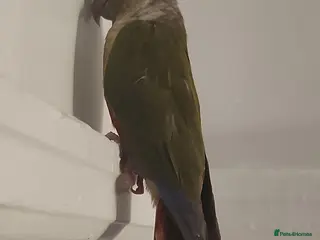 Conures birds Little pineapple greencheek conure male - Advert 1