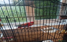 Parrots birds for sale: Rosella male parrot - Image 4