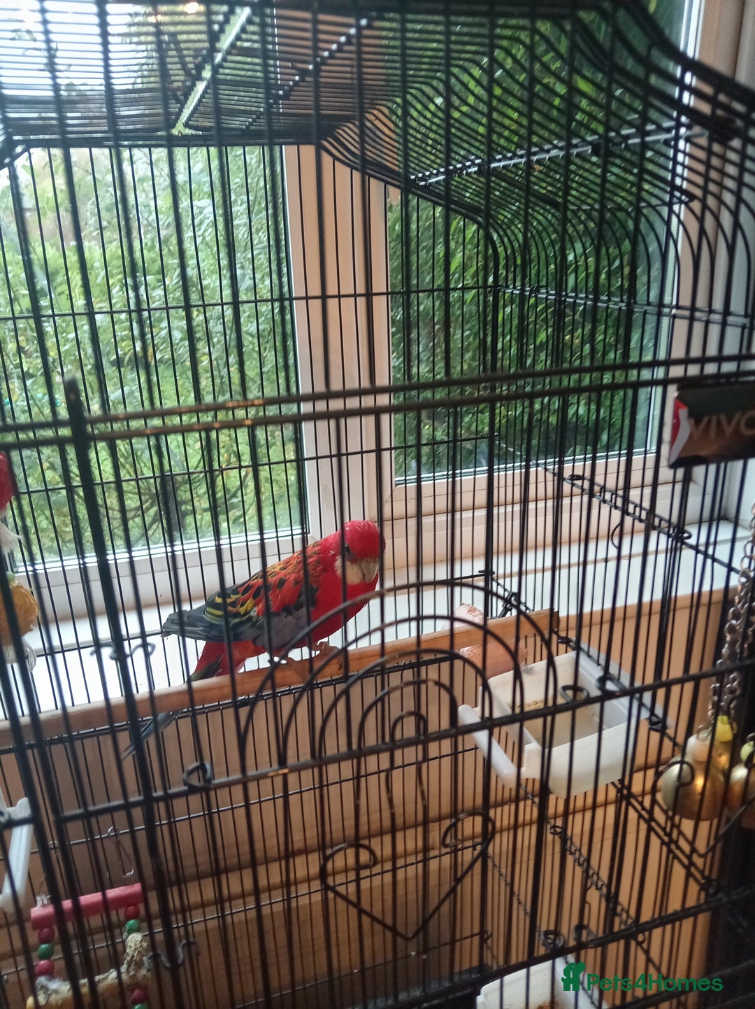 Parrots birds for sale: Rosella male parrot - Image 4