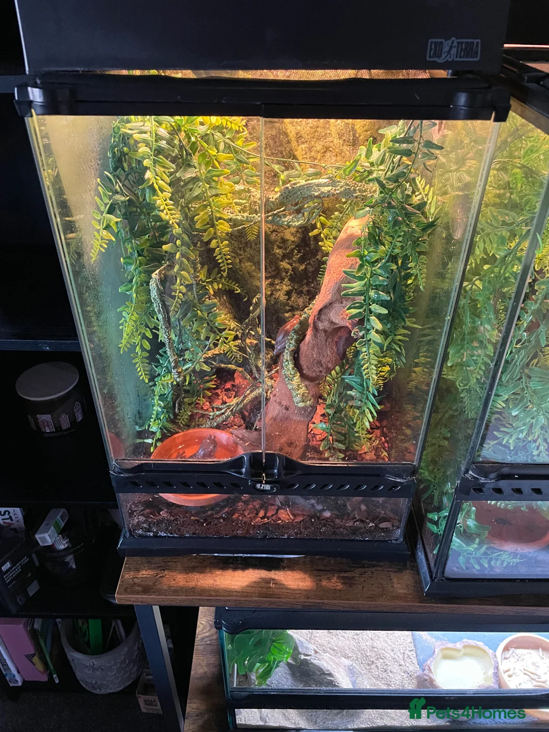 Frog reptiles for sale: White tree frogs - Advert 2