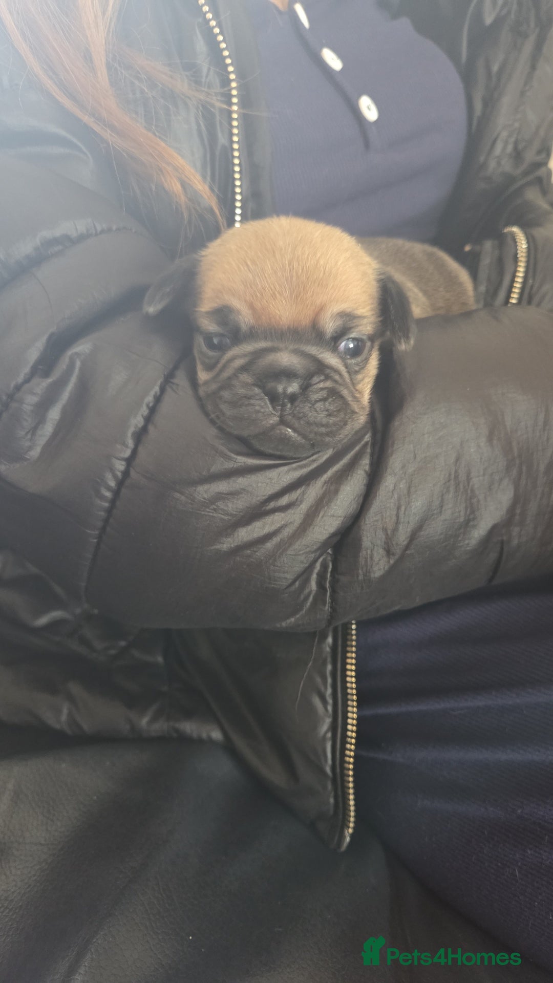 Frug dogs for sale: Frug pup - Image 2