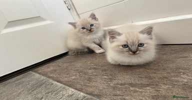 Ragdoll cats - Advert 2