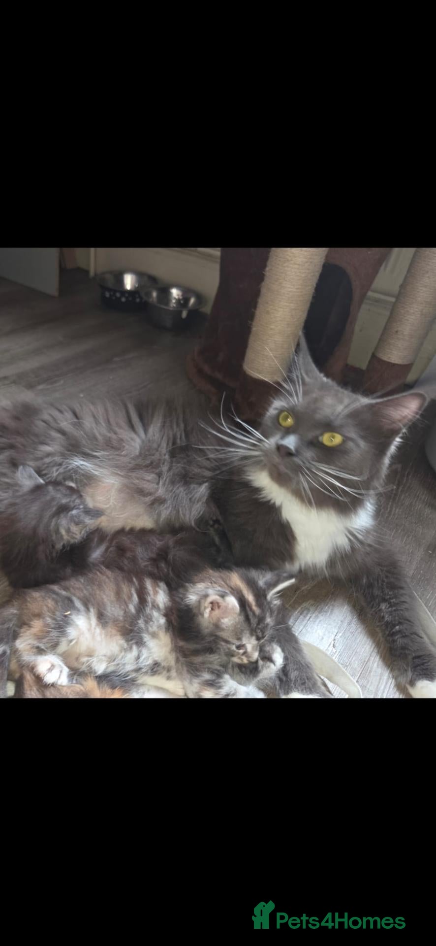Maine Coon cats for sale: TICA registered Maine coon kittens - Advert 1