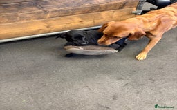Labrador Retriever dogs for sale: Gorgeous Working Labrador Pups AVAILABLE NOW! - Image 9