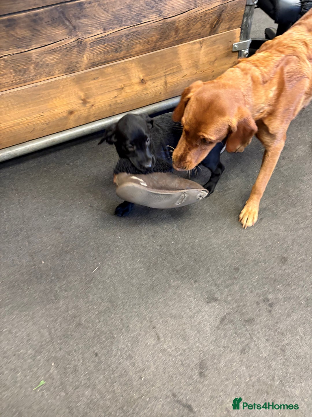 Labrador Retriever dogs for sale: Gorgeous Working Labrador Pups AVAILABLE NOW! - Image 9