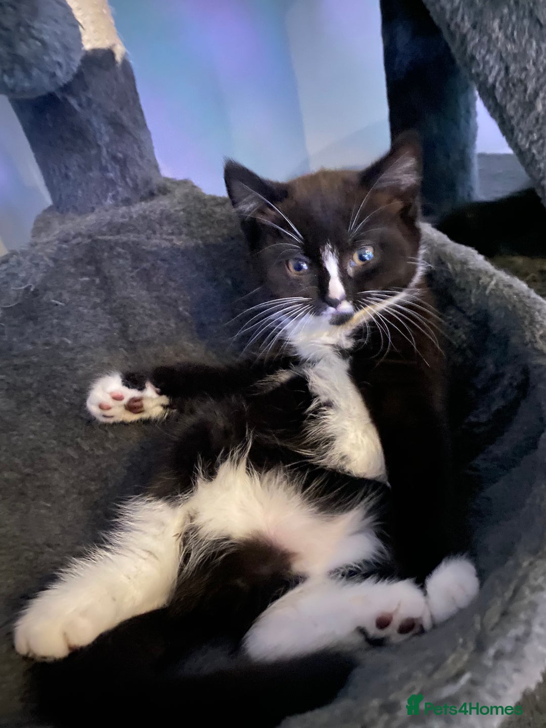 Mixed Breed cats for sale: X BRITISH SHORT adorable kittens ready 4 new home - Image 7