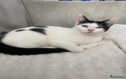 British Shorthair cats for sale: Female cats  - Image 2