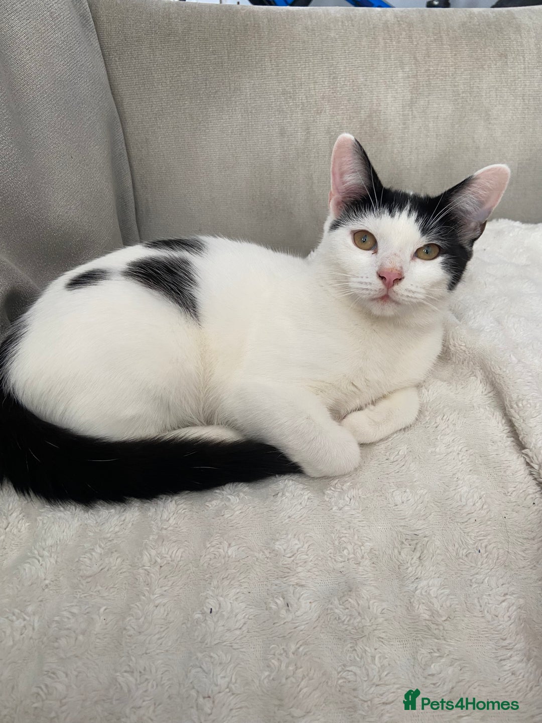 British Shorthair cats for sale: Female cats  - Image 2