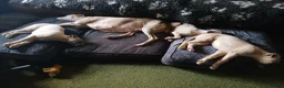 Whippet dogs for sale: High Quality Whippet pups Crufts in Bishop Auckland - Advert 21