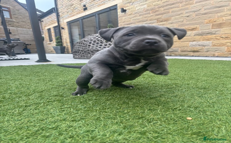 Staffordshire Bull Terrier dogs - Advert 2