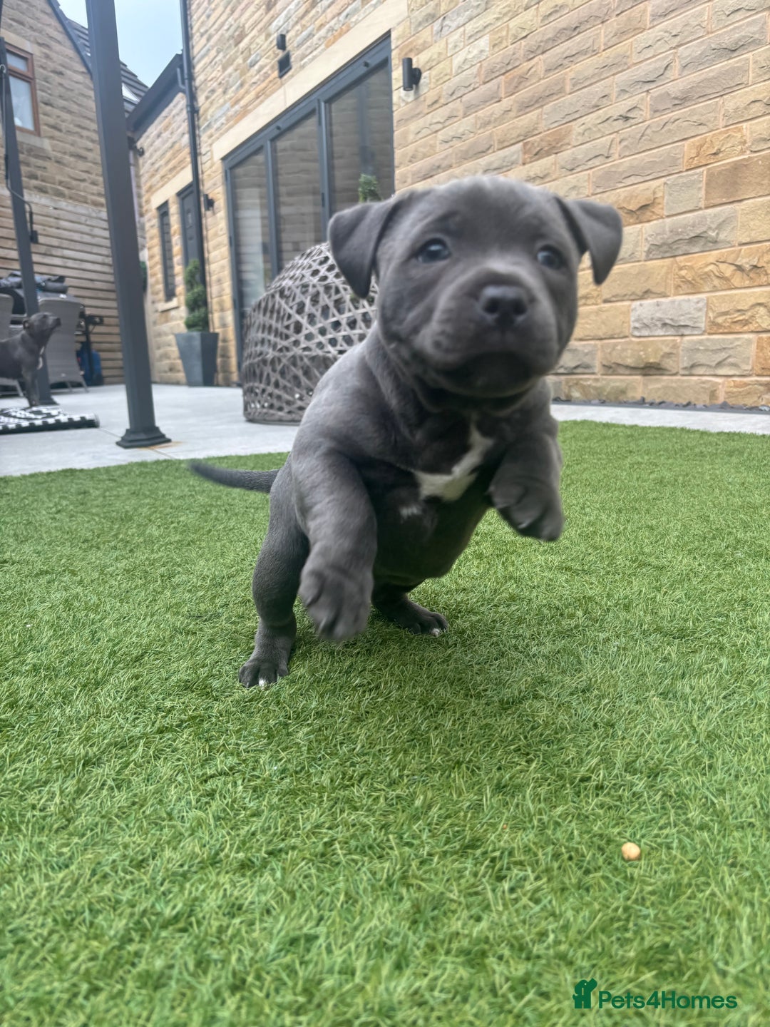 Staffordshire Bull Terrier dogs for sale: 🔷Top quality Pharaon puppy🔷 - Image 1