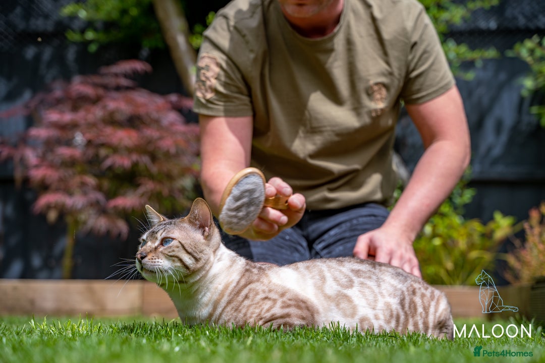 Bengal cats for sale: Majestic Blue-eyed Snow Bengal-TICA-Champion line - Image 10