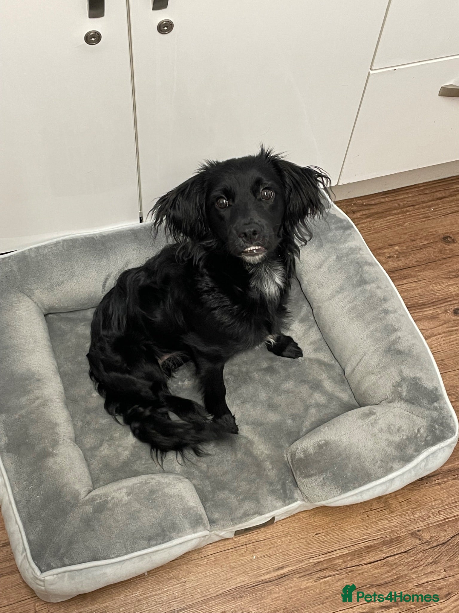Mixed Breed dogs Honey  - Advert 5