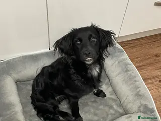 Mixed Breed dogs Honey - Advert 5