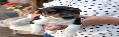 Jack Russell 1 (Umberella)