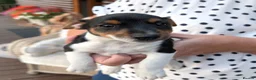 Jack Russell dogs for sale: Jack Russell Puppies for Sale - Advert 16