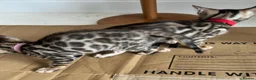 Bengal cats for sale: TICA Registered Bengal Kittens - Advert 35
