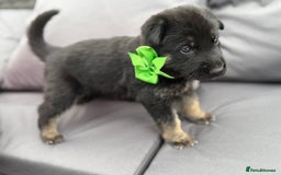 German Shepherd dogs for sale: Short coat straight back German Shepard  in Wolverhampton - Image 10